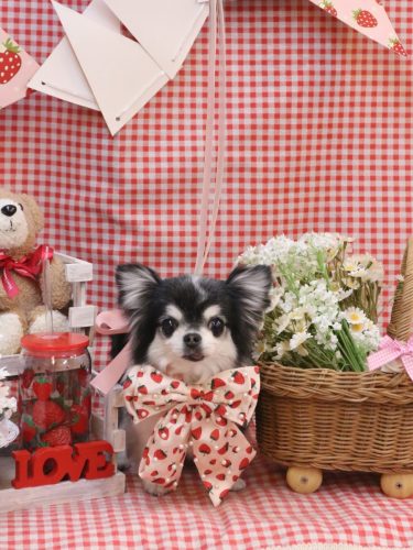 20260310てんちゃん