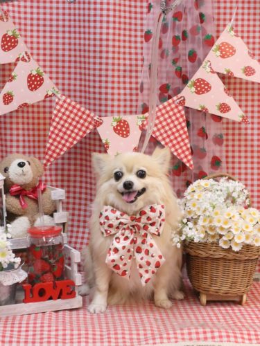 20260310ふうちゃん