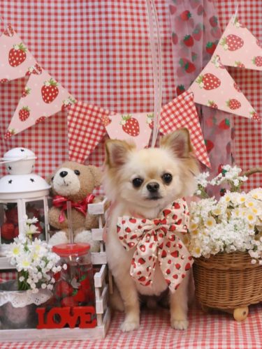 20260310シュシュくん