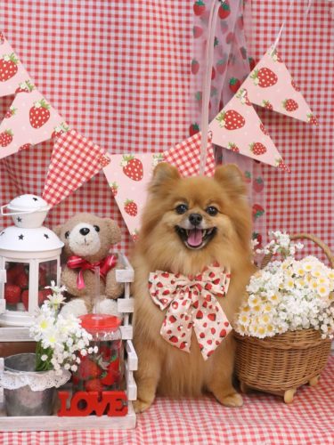 20260310ルルちゃん