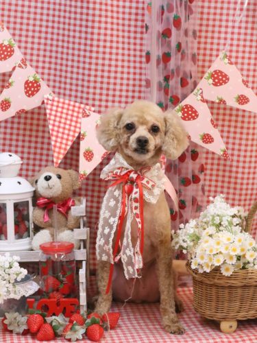 20260311おでんくん