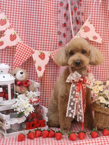 20260311カイくん