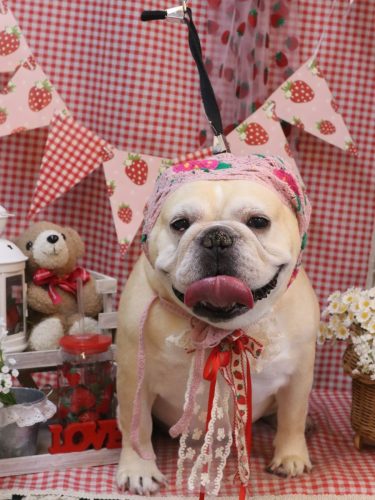 20260311こてつくん