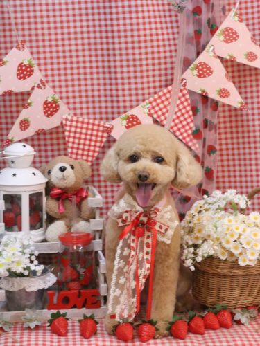 20260311めるちゃん