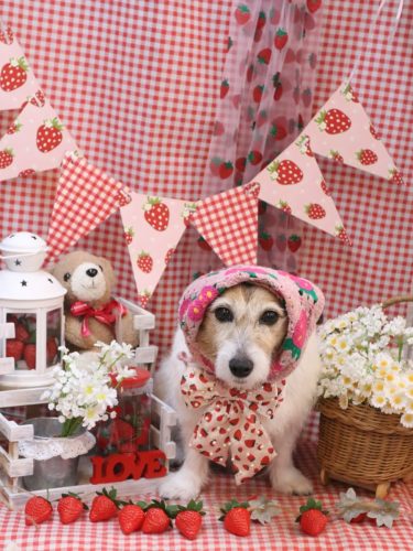 20260311こはるちゃん