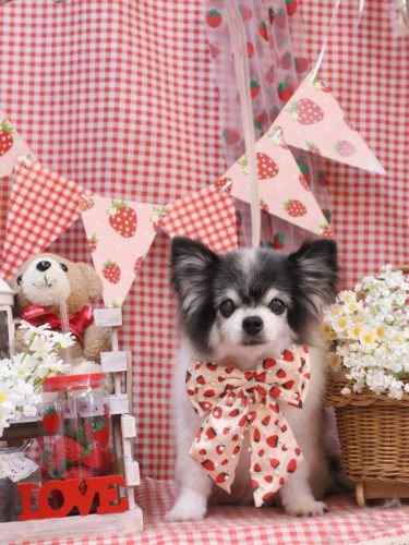 20260311ミルクくん