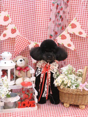 20260311コアくん