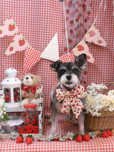 20260312クロムくん