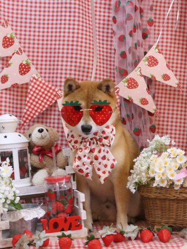 20260312茶々丸くん