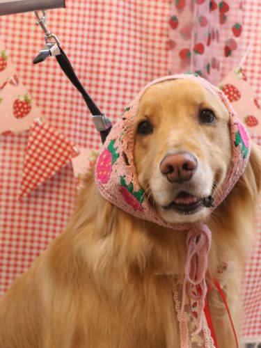 20260312レオくん