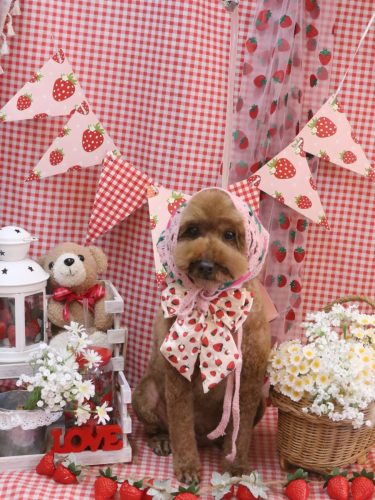 20260312ぷぅくん