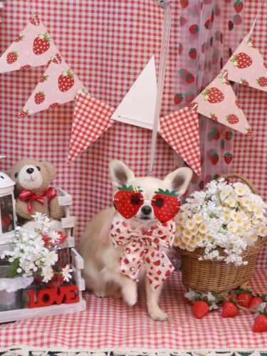 20260312ミルクちゃん