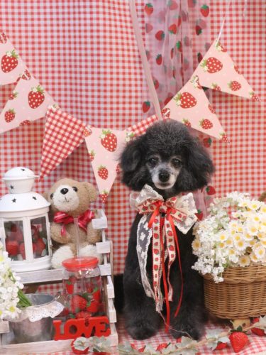 20260312ラムくん