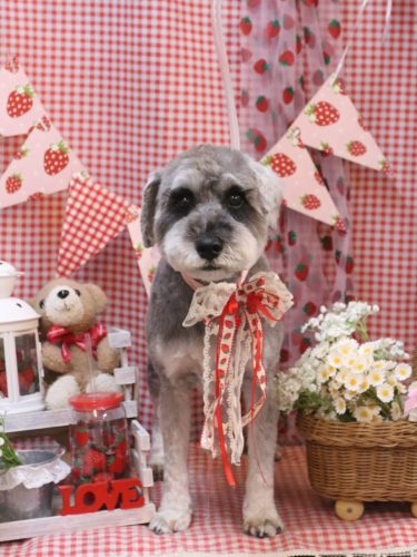 20260313ディアくん