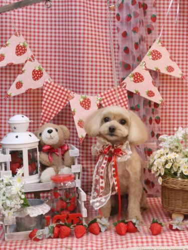 20260313ショコラくん