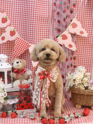 20260313モナカくん