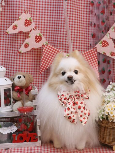 20260314ぷるりちゃん