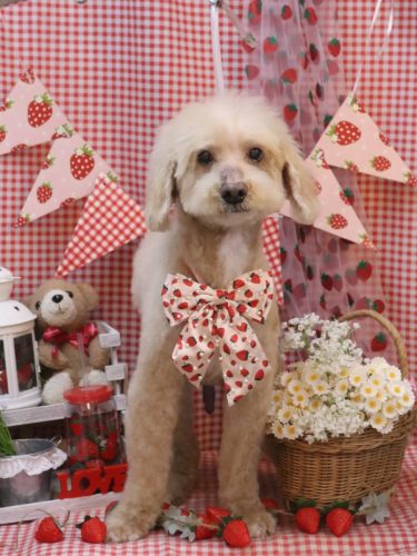 20260314アロマくん