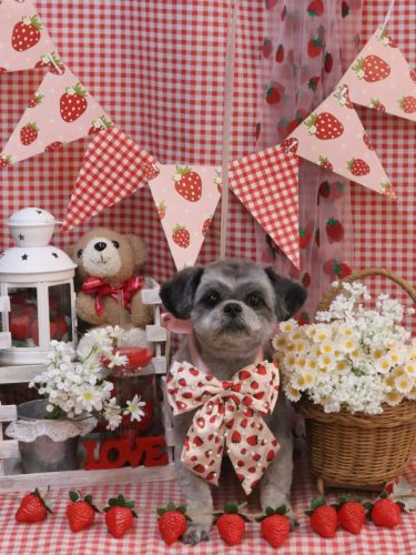 20260314パンくん