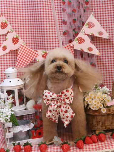 20260314メルちゃん