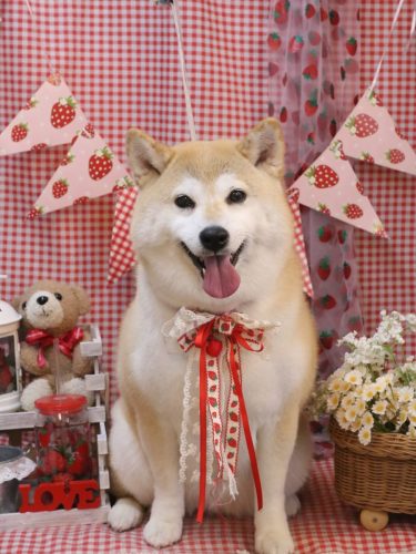 20260314梅子ちゃん