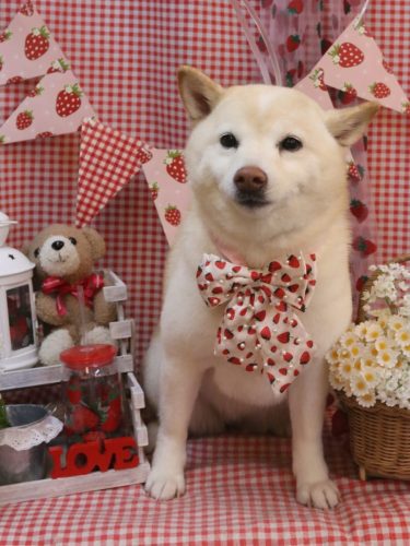 20260314メイちゃん