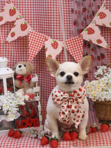 20260314モナちゃん