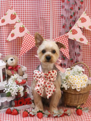 20260315モコナくん