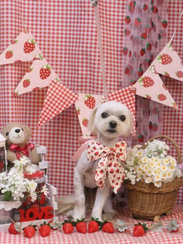 20260315むぎまるくん