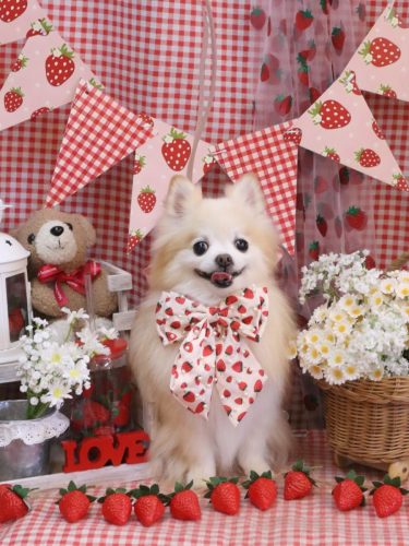 20260315小豆くん