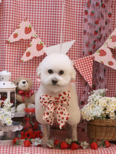 20260315MAPLEちゃん