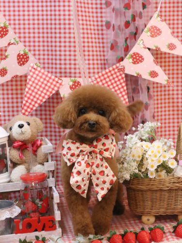 20260315モコちゃん