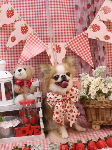 20260315プリュ―くん