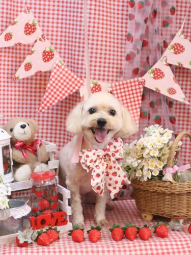 20260317メルくん