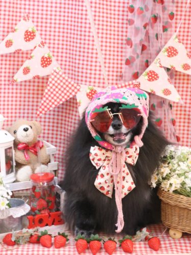 20260317ふわりちゃん