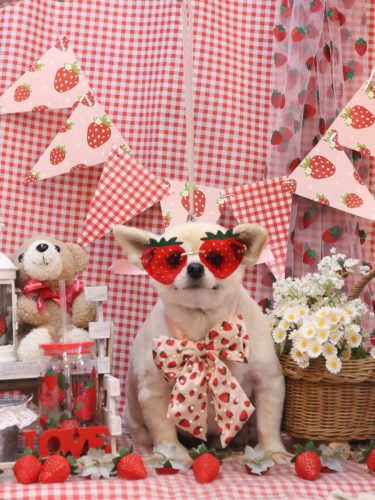 20260317ポロくん