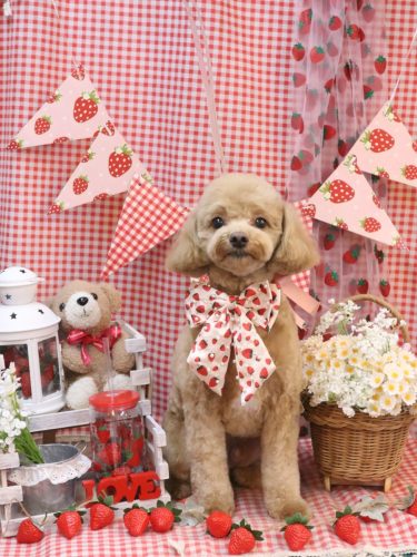 20260317レオくん