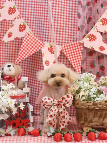 20260317こむぎちゃん