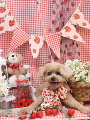 20260317クッキーくん