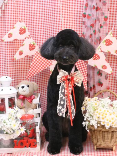 20260317アロちゃん