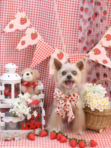 20260317ココちゃん