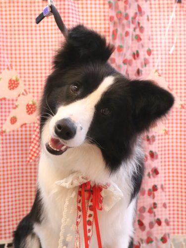 20260318ルビーちゃん