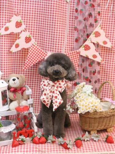 20260318chipieちゃん