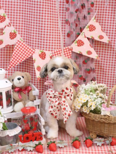 20260318あずきちゃん