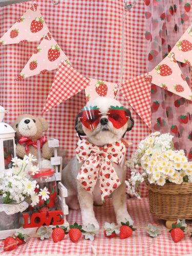 20260318こむぎちゃん