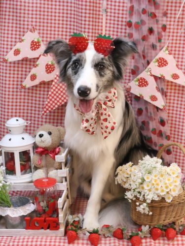 20260318アイスちゃん