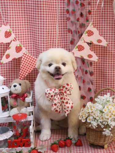 20260318琥珀くん