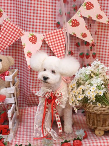 20260319あんちゃん