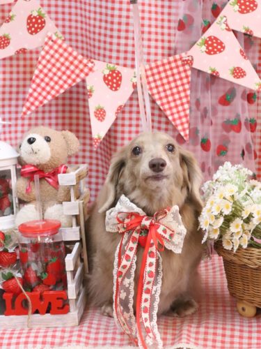 20260319ぺこちゃん