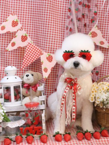 20260319姫葵ちゃん